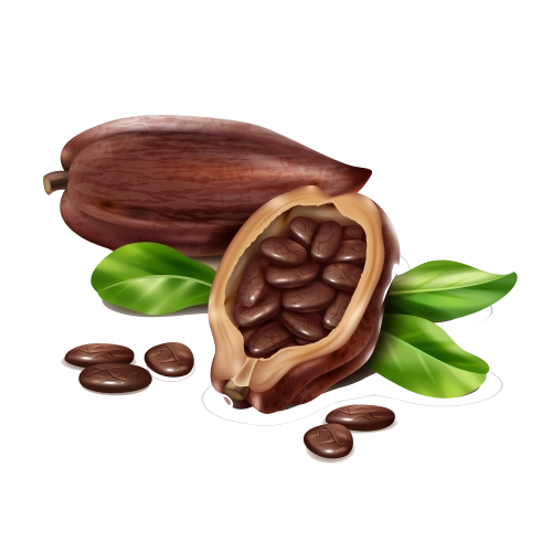 Fresh Cocoa