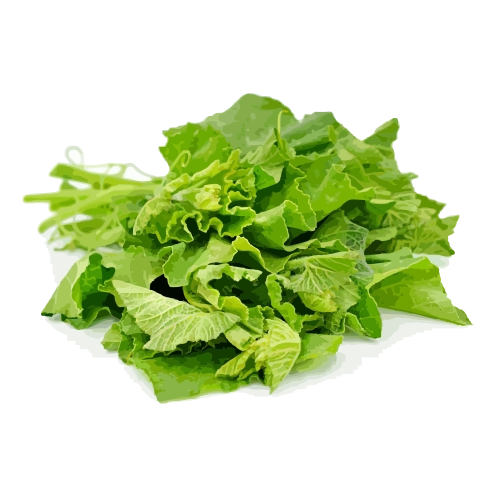 Assorted Leaves