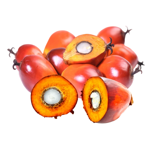Fresh Oil Palms